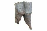 Fossil Woolly Rhino (Coelodonta) Tooth - Siberia #370955-1
